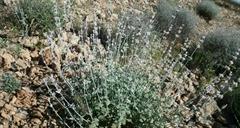 پونه سای انبوه